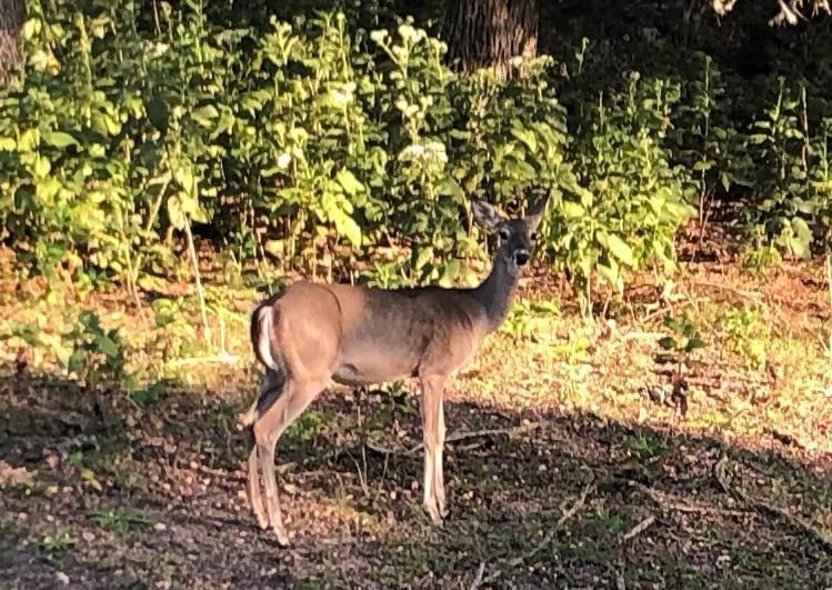 Perfect Country-side Get-away Holiday home Boerne